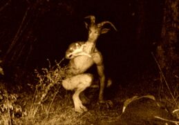 Billede af gedemanden - uhyggelige historier af TænkeHatten